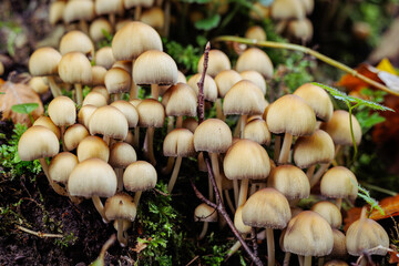 Mushrooms in the forest, also known as  fairy inkcap, Coprinellus disseminatus,  in autumn