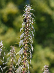 Motherwort ( lat. Leonurus ) is medicinal plant in the herb garden. Bumblebee on flowers of Leonurus