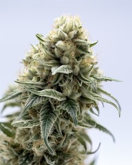Naklejka na ściany i meble Medical marijuana flower. Close up cannabis flower. Medical marijuana bud. White background. Ai Generative
