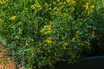Ruta ( lat. Ruta ) is a genus of evergreen perennial fragrant herbs