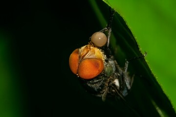 Closeup shot of a fly with orange eyes perched on a green leaf
