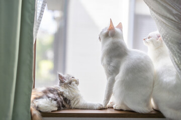 窓から景色を眺めて寛ぐ3匹の猫 - obrazy, fototapety, plakaty