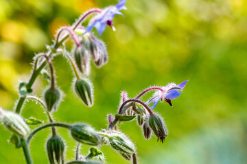 Borage ( lat. Borago ) is a genus of flowering plants of the Borage family
