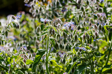 Borage ( lat. Borago ) is a genus of flowering plants of the Borage family