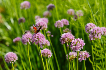 Decorative allium ( lat. Allium senescens ) is a perennial herbaceous plant, a species of the genus Onion ( Allium )