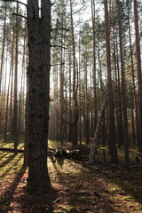 Pine forest on a sunny autumn day