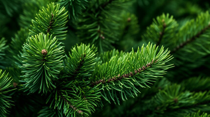 Pine Tree Close-Up: Green Branches and Short Needles in Nature