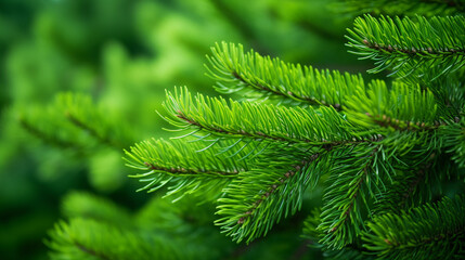 Pine Tree Close-Up: Green Branches and Short Needles in Nature