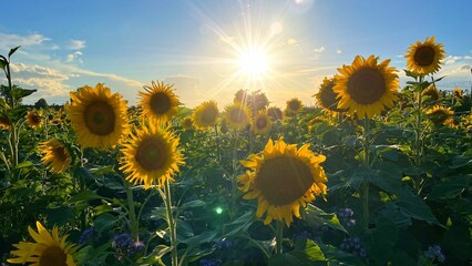 Scenic view of the bright sunlight rays over the  sunflower field on a blue sky background