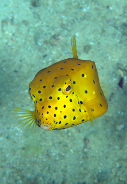 Yellow Boxfish (Ostracion cubicum). Triton Bay, West Papua, Indonesia