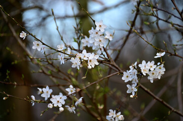 Frühling, Blumen, Weiß, Baum