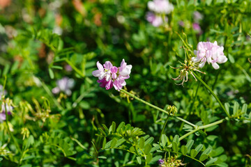 Coronilla varia, or Variegated axe , or multi- colored ax( lat. Securigera varia )