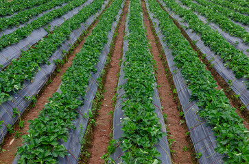 Fototapeta na wymiar Fresh strawberry plants in the farm landscape, Rural farm with strawberries bush, Strawberry fruits on the branch, Agriculture farm of the strawberry field of biotechnology.