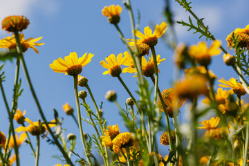 Arnica foliosa in garden. Yellow flowers Arnica foliosa. Medicinal plants in the garden