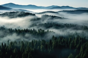 Fototapeta premium Aerial view of a mist-covered forest, Green forest 