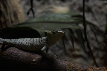 Closeup of a Chameleon
