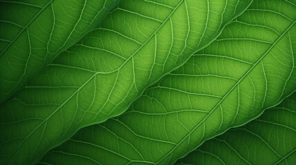 Green Leaf Texture Nature Background