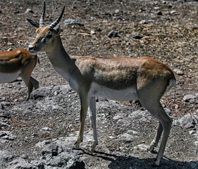 Young lechwe waterbuck. Latin name - Kobus leche kafuensis	