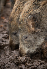 young wild broar 
sniffing for food in moody soil 