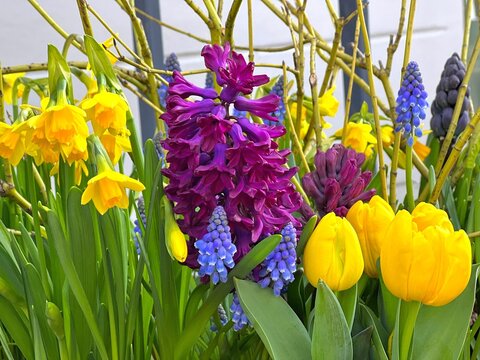 Spring bouquet flowers purple hyacinth, blue Muscari bulbs, yellow tulips and narcissus.