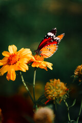 butterfly on flower