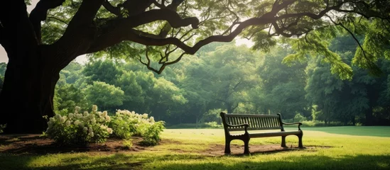  In the old wood park a natural and relaxing outdoor bench sits amidst the green garden providing a fresh air experience and a green park background for those seeking solace in nature © TheWaterMeloonProjec