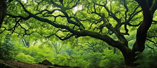 In the heart of the dense forest towering trees reach for the sky with their lush green leaves as a majestic oak stands tall among the wood background Nestled within its layers a network of 