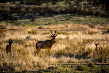 Kalahari antilope