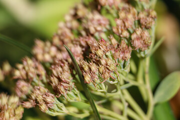 fiore in autunno ai raggi del tiepido sole.