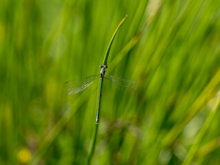 Willow Emerald Damselfly at Rest
