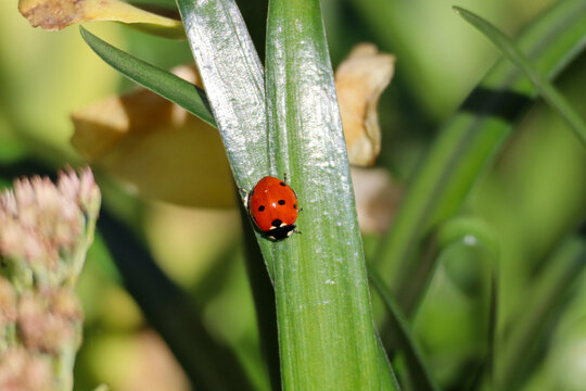 coccinella ai raggi del sole in autunno.