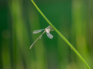 Willow Emerald Damselfly at Rest