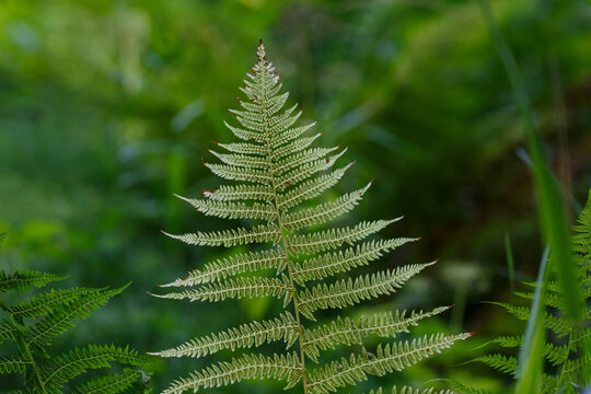 Common bracken ( lat. Pteridium aquilinum ) is a perennial herbaceous fern.The leaf of the forest fern is close up
