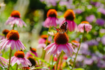 Butterfly on flowers of purple coneflower ( lat. Echinacea purpurea ) in summer garden