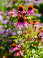 Butterfly on flowers of purple coneflower ( lat. Echinacea purpurea ) in summer garden