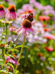Butterfly on flowers of purple coneflower ( lat. Echinacea purpurea ) in summer garden