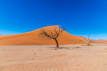 Fototapeta na wymiar A view looking up at Dune 45 during strong winds in Sossusvlei, Namibia in the dry season