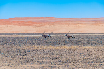 A view of a pair of Oryx with dune backdrop in Sossusvlei, Namibia in the dry season