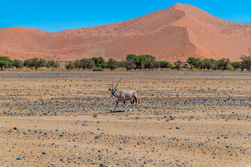 A view of an Oryx with dune backdrop in Sossusvlei, Namibia in the dry season