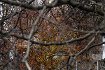 Color horizontal photo, autumn landscape: trees, branches in the main focus of the camera, houses on a cloudy day.