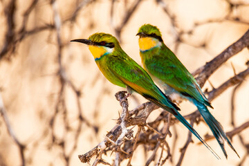 Green Kingfisher bird