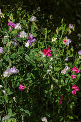 Blossom of lathyrus in the garden. Lovely sweet pea flowers on green background