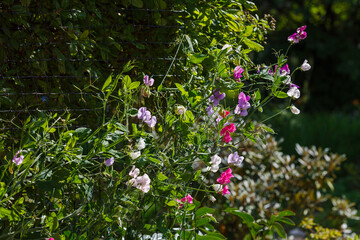 Blossom of lathyrus in the garden. Lovely sweet pea flowers on green background