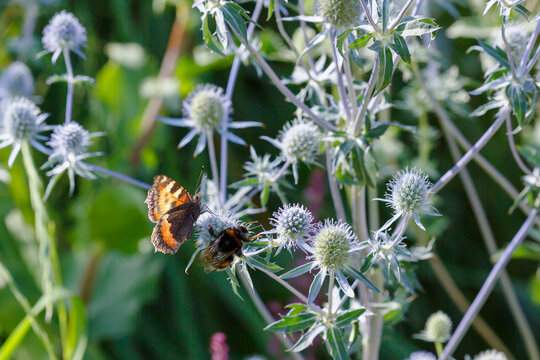 Feverweed, or Eringium is a plant for flower garden in a natural style. Herb garden with ornamental cereals and aromatic herbs