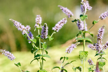 Fototapeta premium Mentha spicata is a plant for flower garden in a natural style. Herb garden with ornamental cereals and aromatic herbs