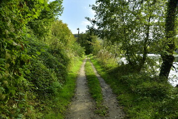 Fototapeta premium chemin entre bois et broussailles longeant la Meuse à Lustin 