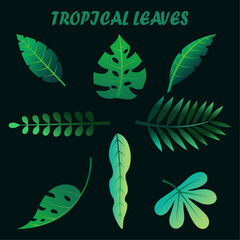 Tropical leaves set. Vector illustration of tropical leaves for your design