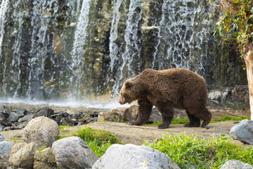 Brown Bear Strolling by a Cascading Waterfall, Surrounded by a Lush Wildlife Habitat