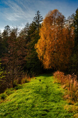 Beautiful Polish golden autumn. Trees shedding their leaves over the water