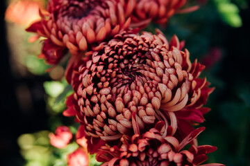 Maroon chrysanthemum flowers in the garden. Contrasting sunlight. Close-up. Beauty is in nature....